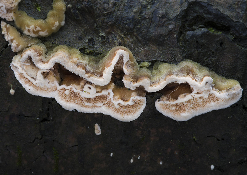 Steccherinum ochraceum